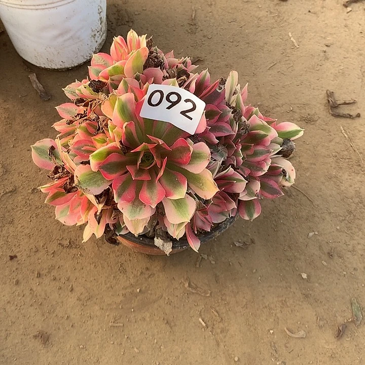 无花朵092女巫南