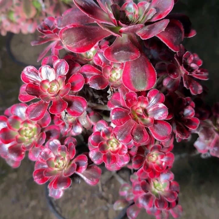 28310南丽娜杆歪多肉植物