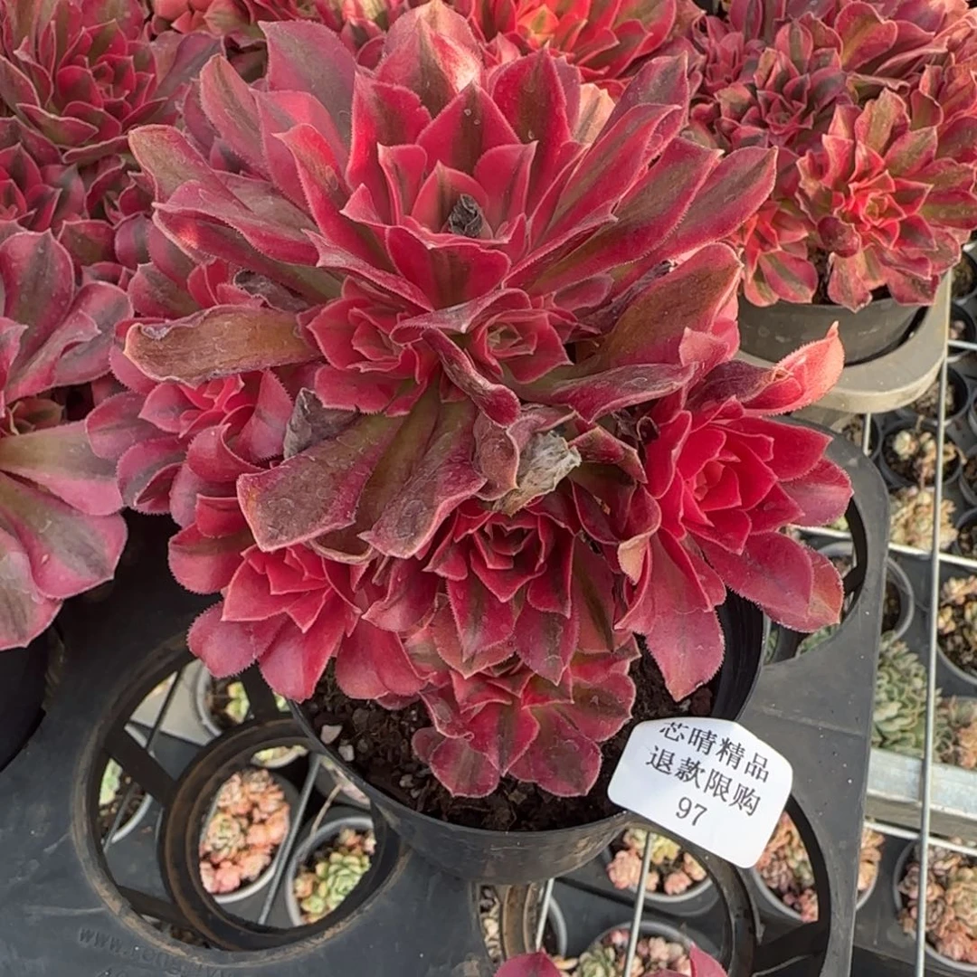 闪购精品多肉97号