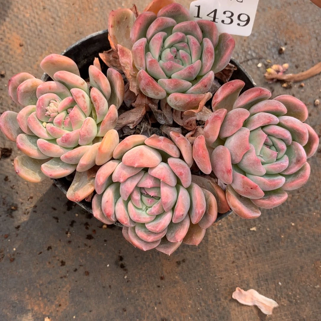 1439杂交精品基地13厘米