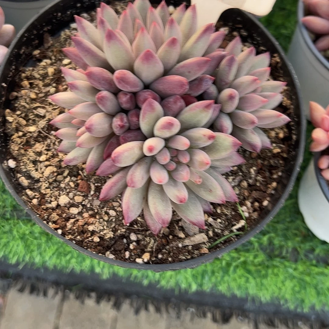 虞美人多肉植物保护