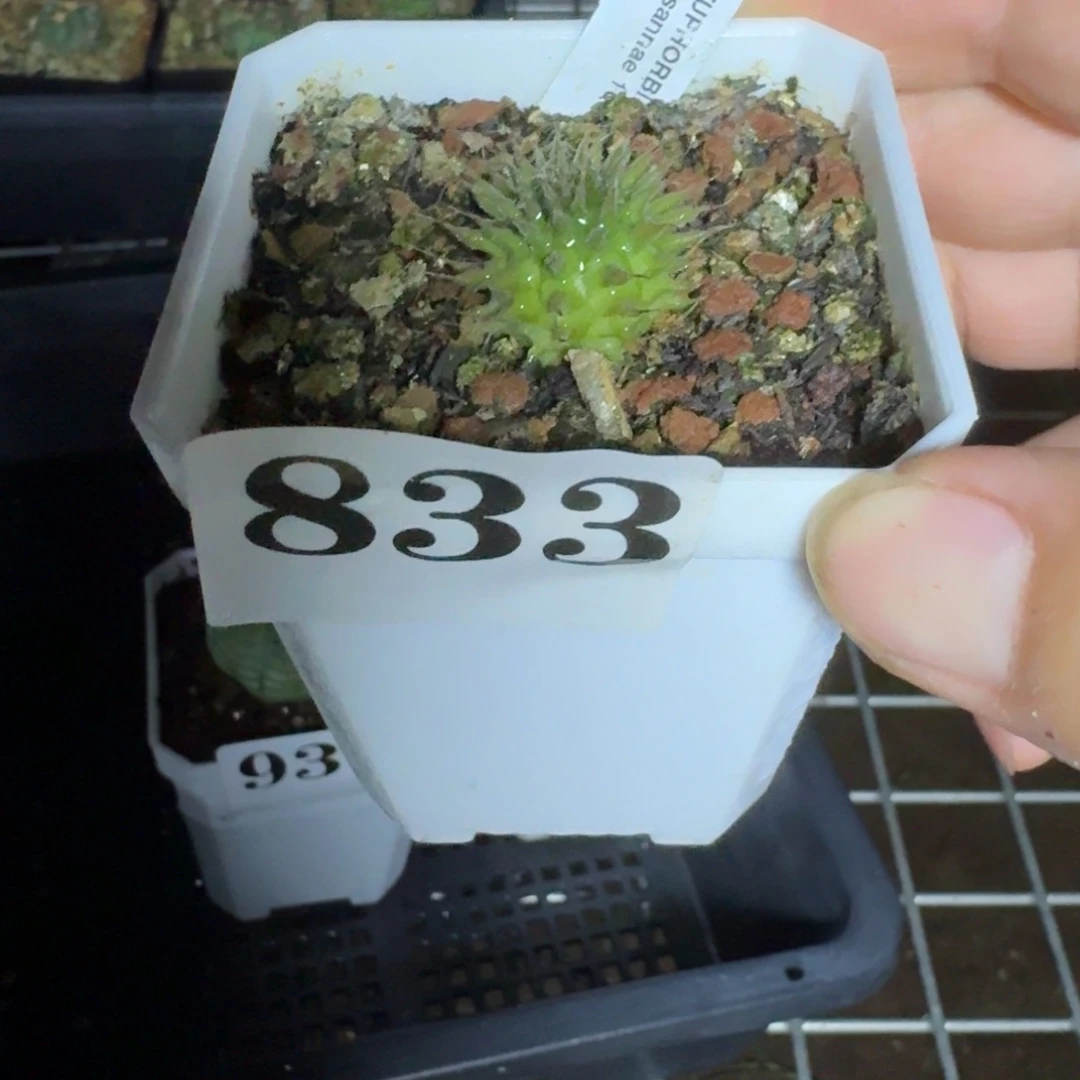 海胆大戟多肉植物