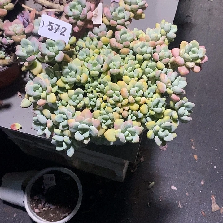 壳***壳572洛神多肉植物多肉