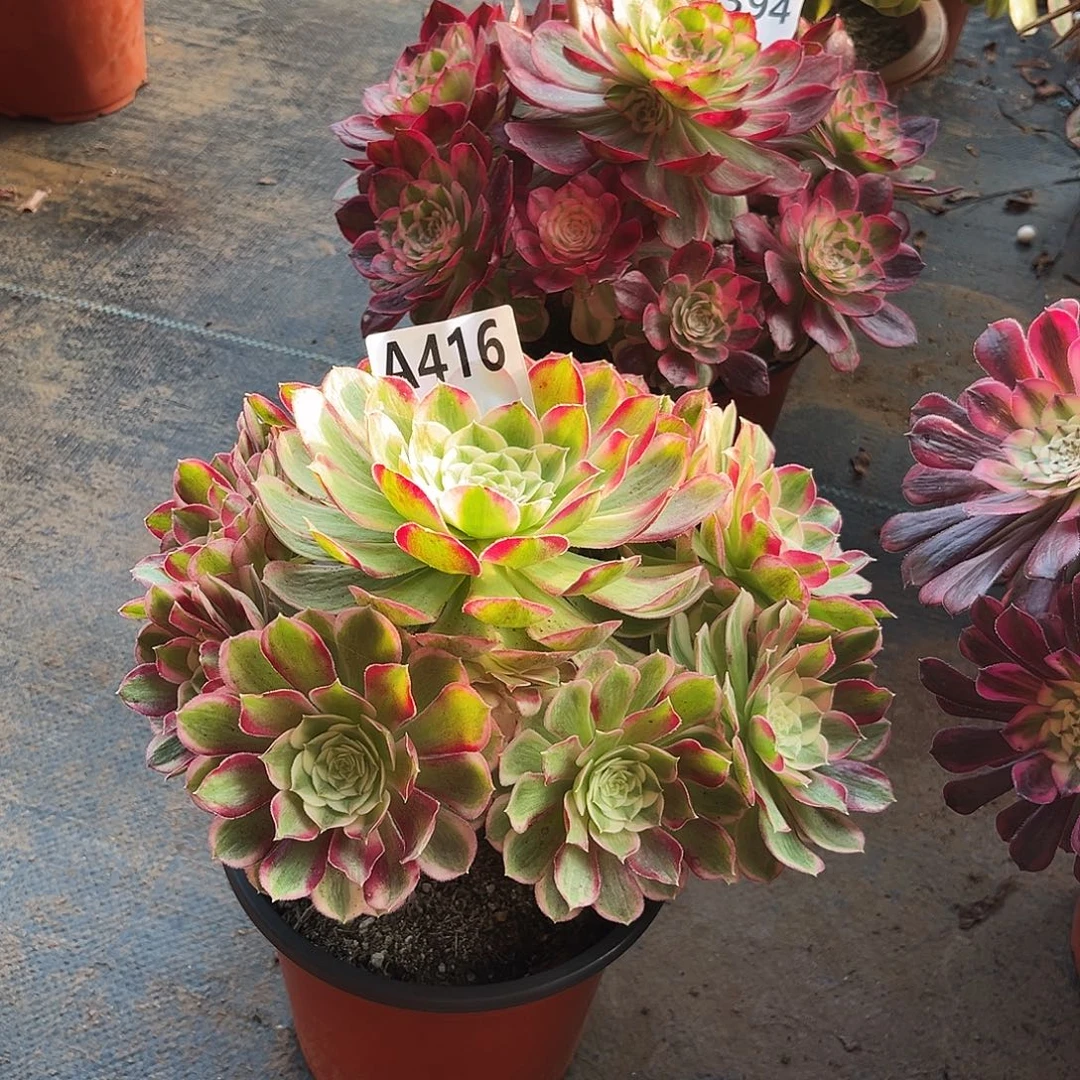 多肉植物孔雀翎416多肉