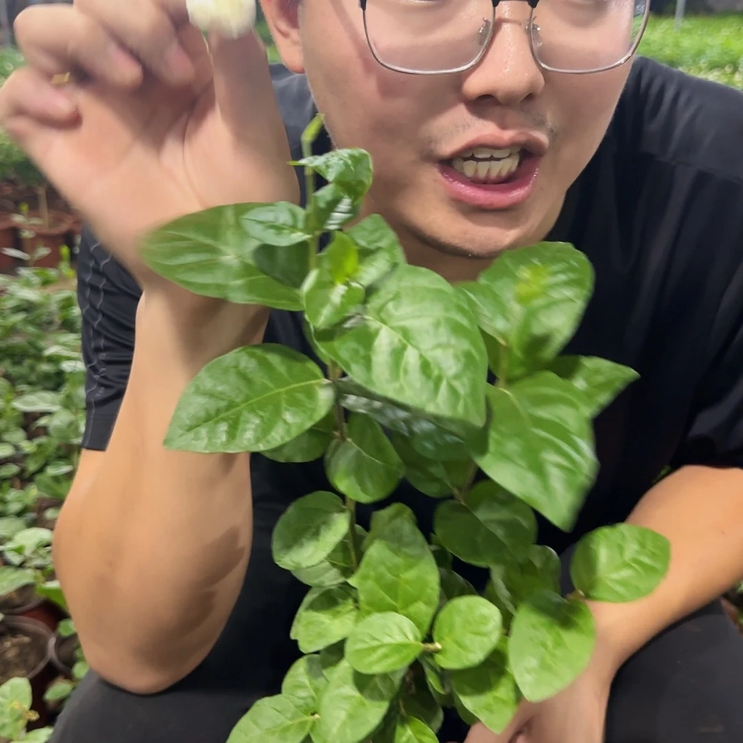 当前无花栽培后可以开花巴西茉莉少花苞