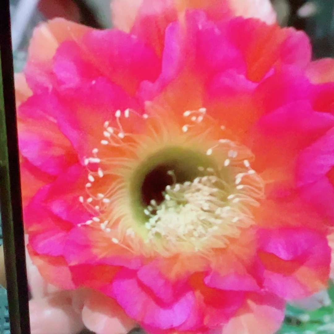 彩草 爱乙侧芽 满20包邮
