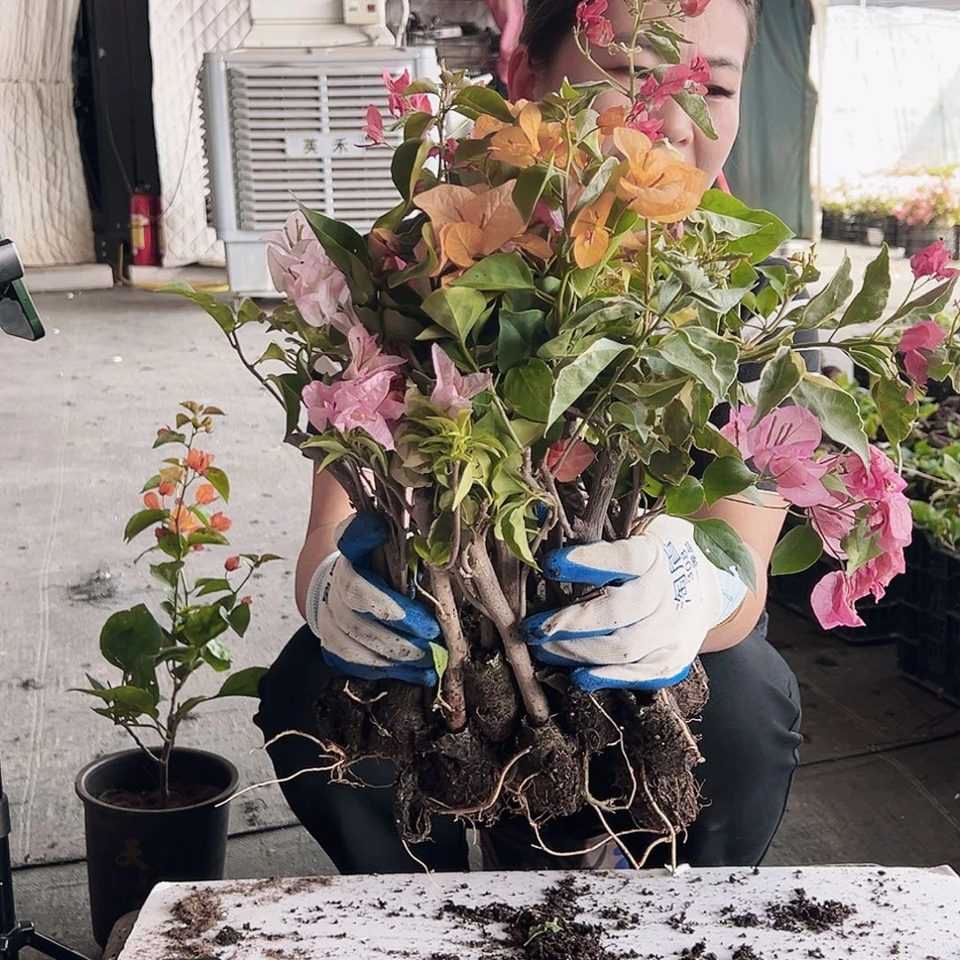 大部分花苞少量开放蛋糕苗10棵，（品种会重复）