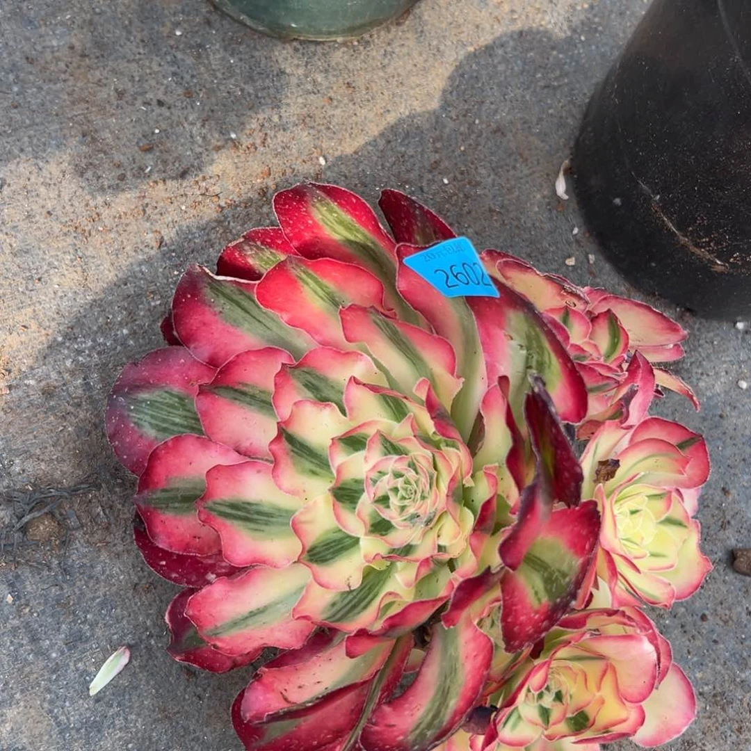 2602爱丽丝多肉植物系