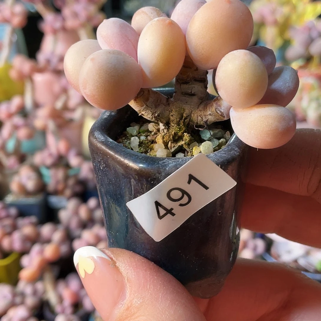 一**子多肉植物的生长发育与生长发育的