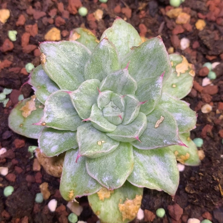 杂交白拉丝 多肉植物