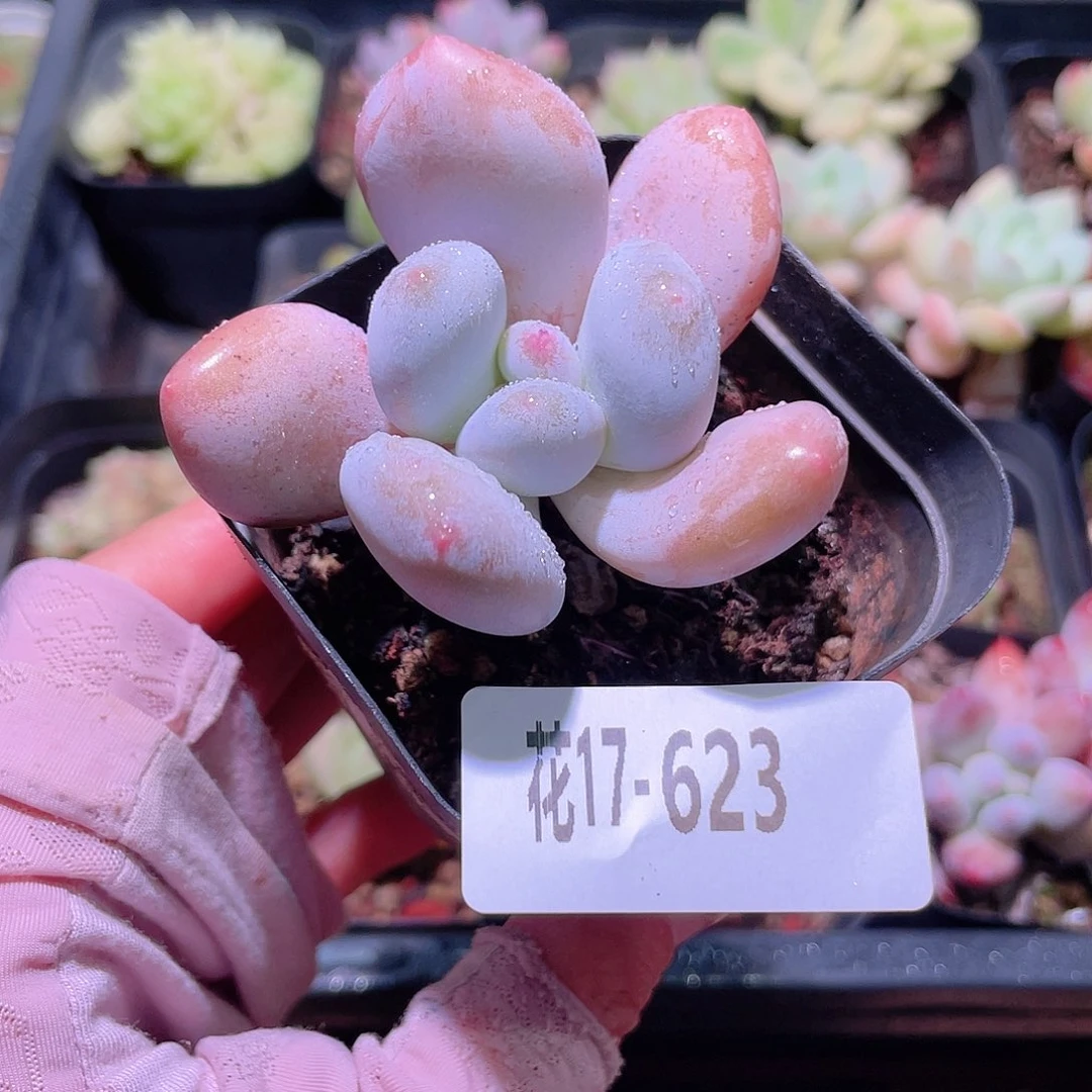 花利美17-623香水