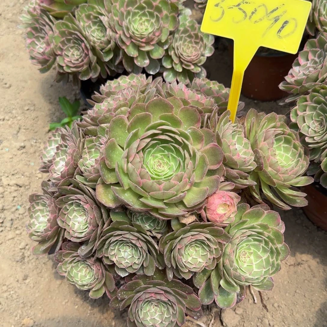 不**续3-5090-+-+莲花座多头多肉