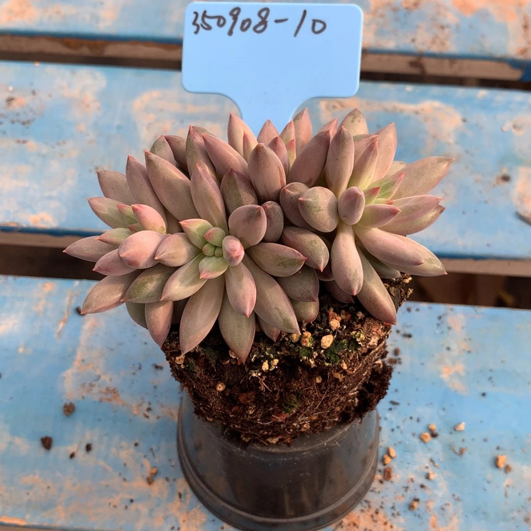 宝****350908-10虞美人4头