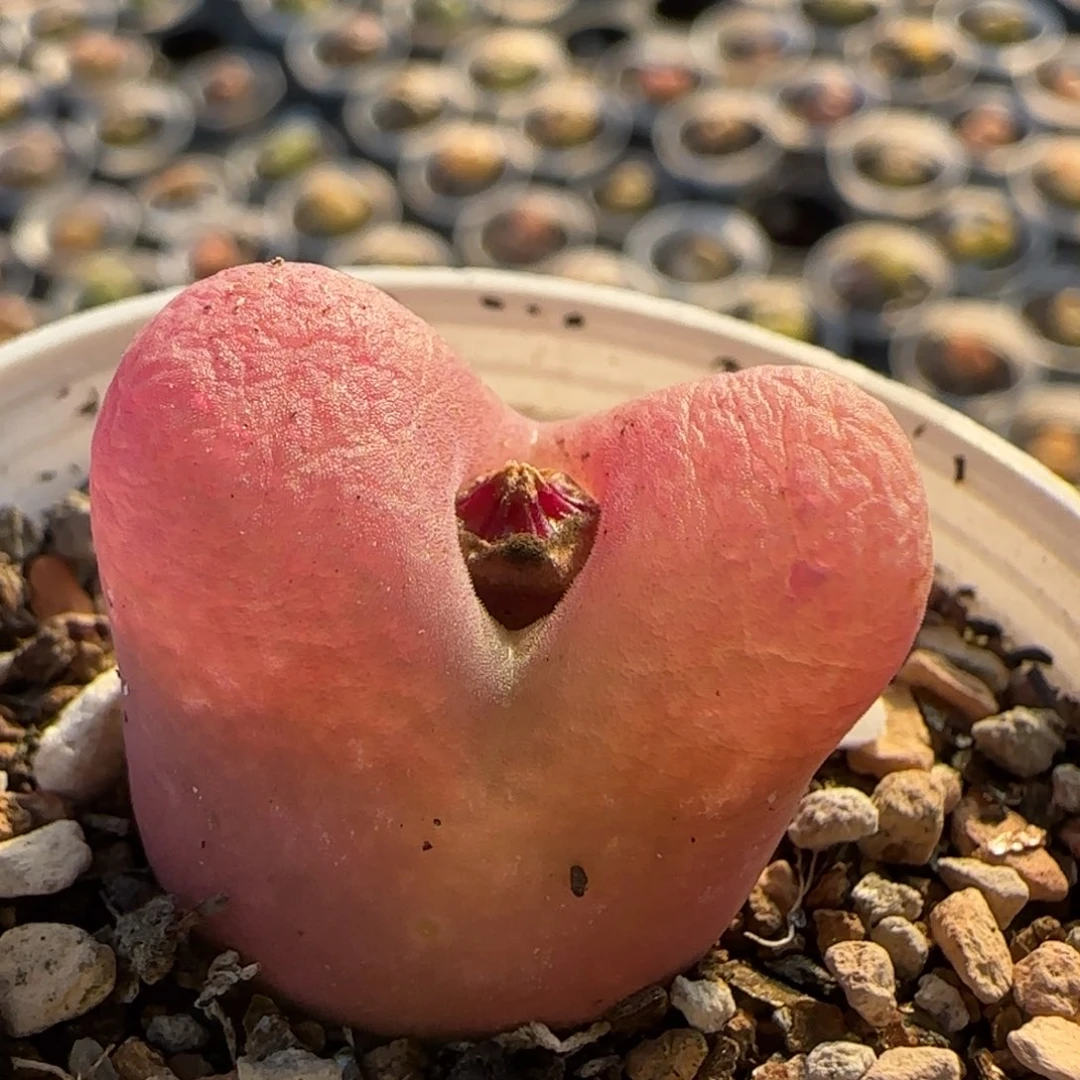 永***！毛多肉植物百科一颗
