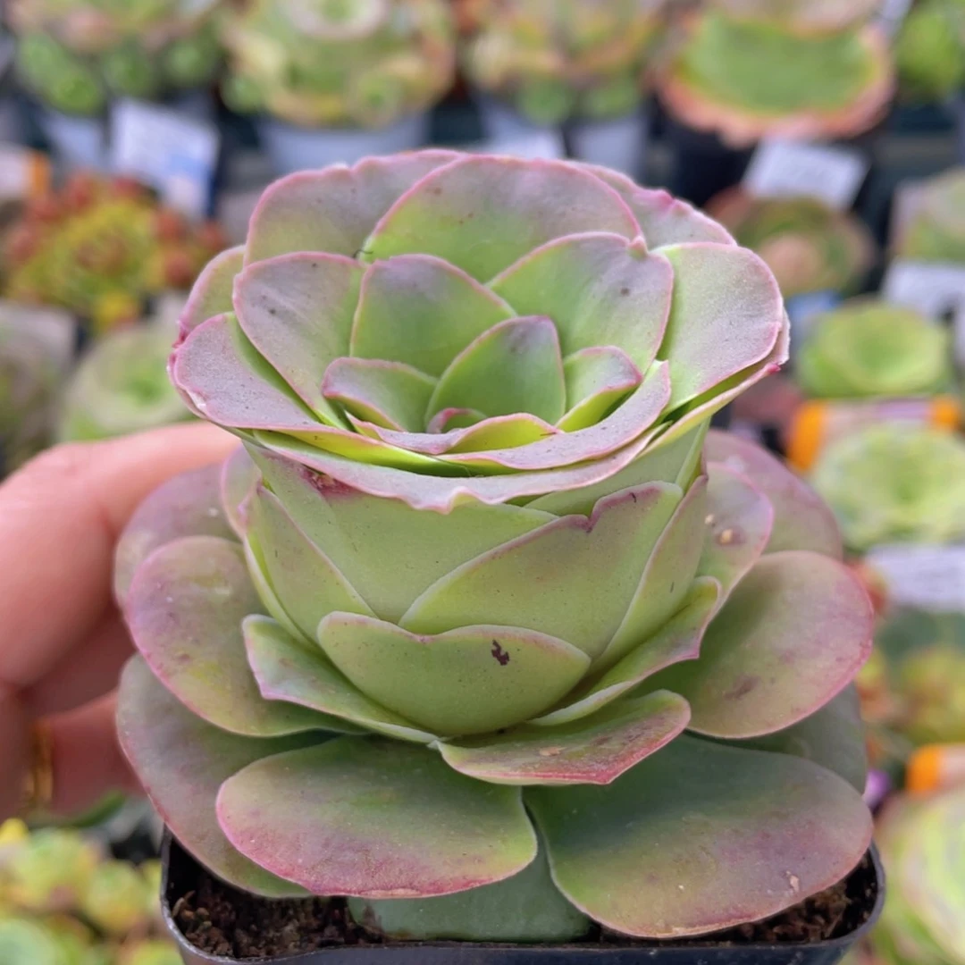 紫帕一物一拍370