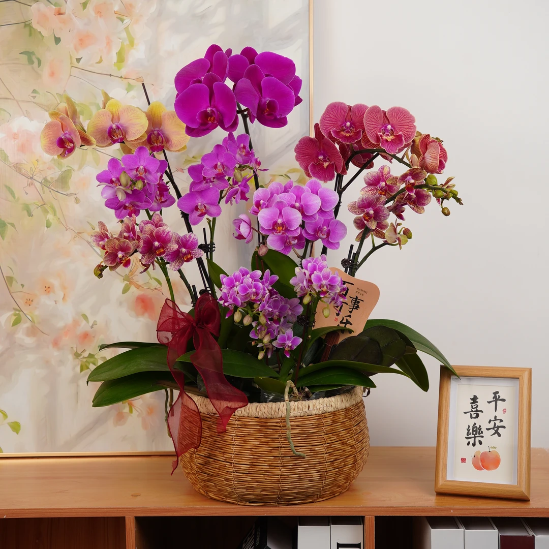 【花好月圆】蝴蝶兰 开花株室内绿植 好养活   部分花微瑕