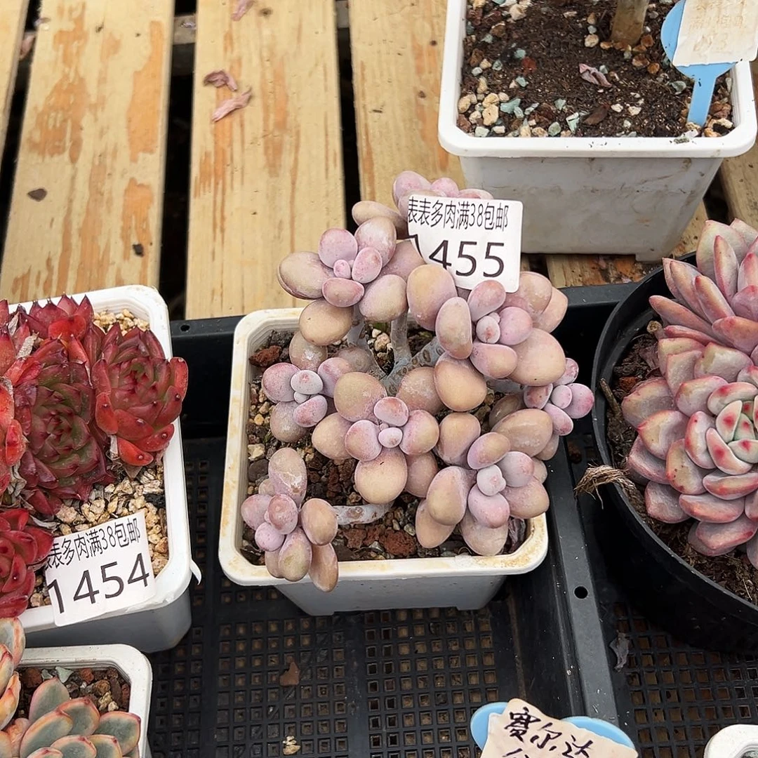 多肉一物一拍植物1456