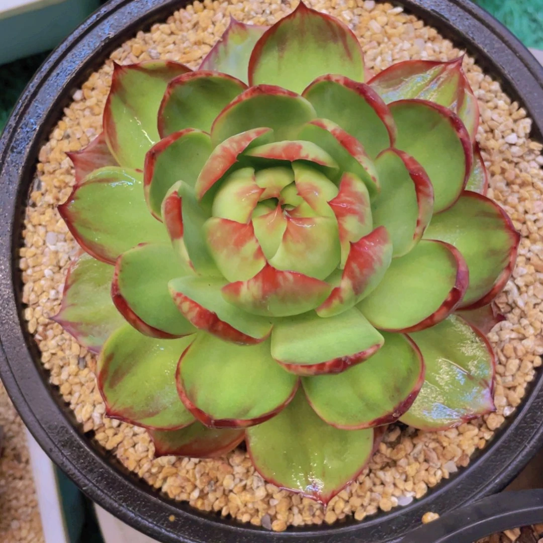 惊鸿仙子冠服15左右