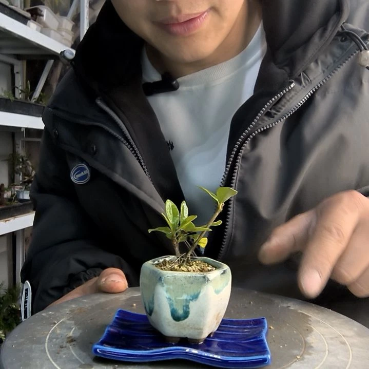 C****y小盆景小植物一物一拍137