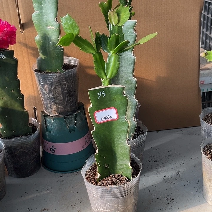 甜***✿当前无花朵，栽培后可花朵雅思