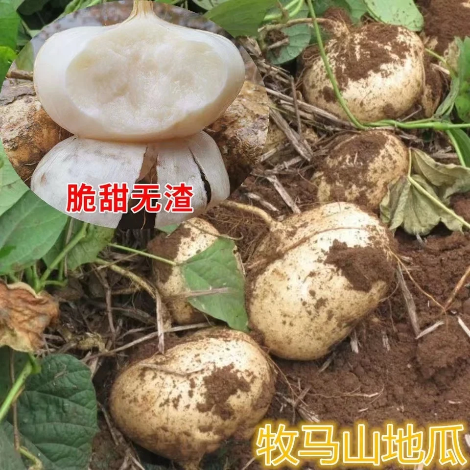 牧马山地瓜种子四季播种