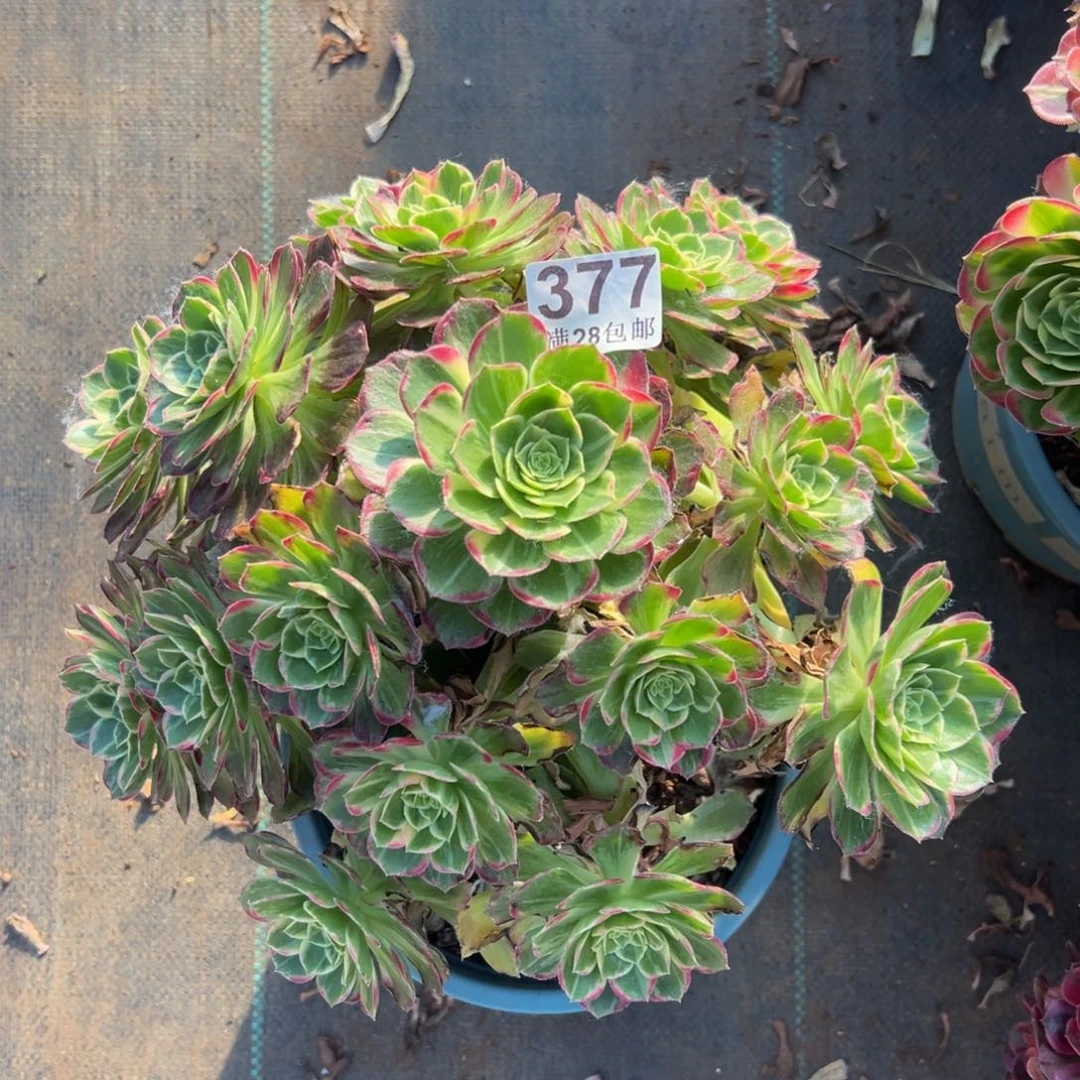 多肉植物377万花筒