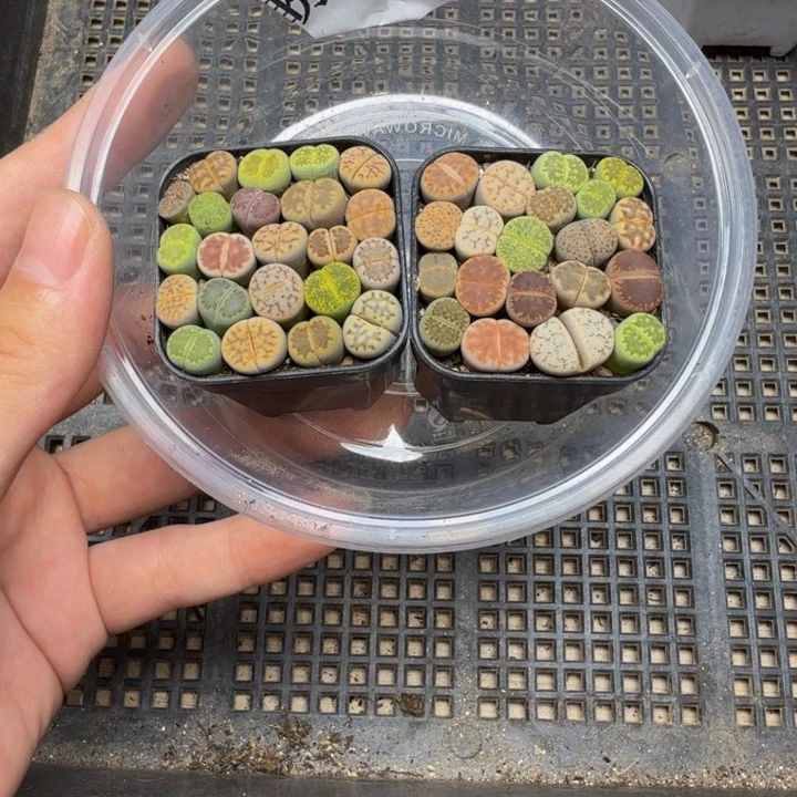 多肉植物的生长发育197