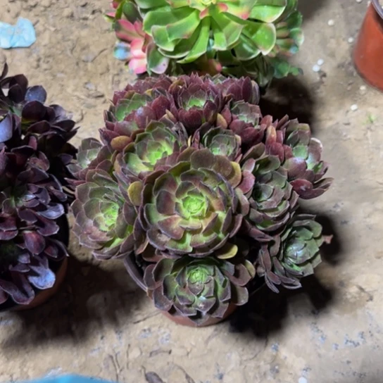 黑美人掐心9.9多肉植物