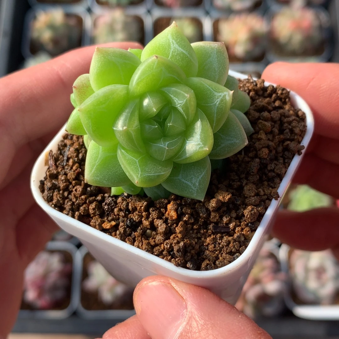 3头带小崽灵鉴。       23号