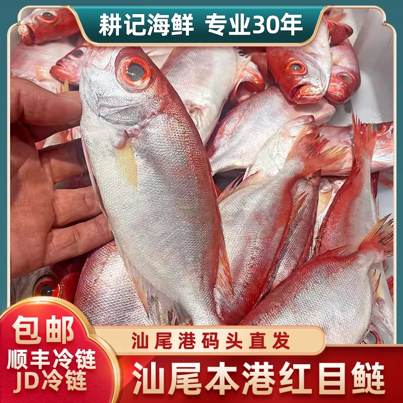 汕尾本港小船野生红目鲢（鲢母）无杂刺无小刺肉质紧实
