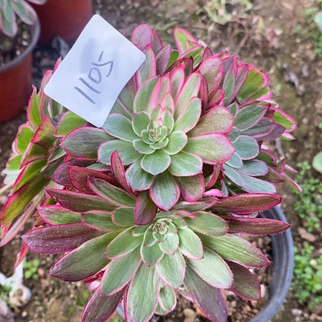 1105倾城变异砍过嫁接多肉植物