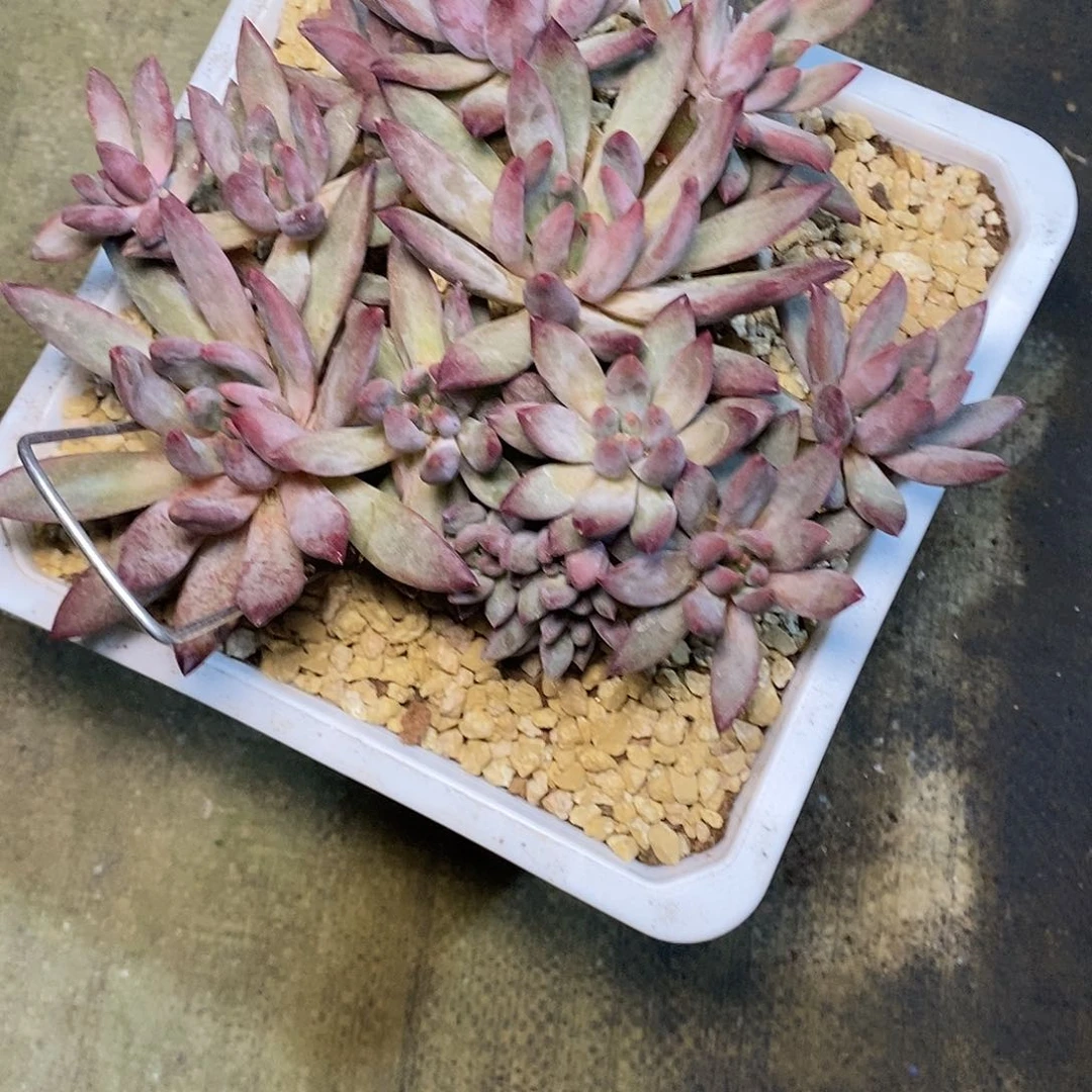 数**师一物一拍，虞美人多肉