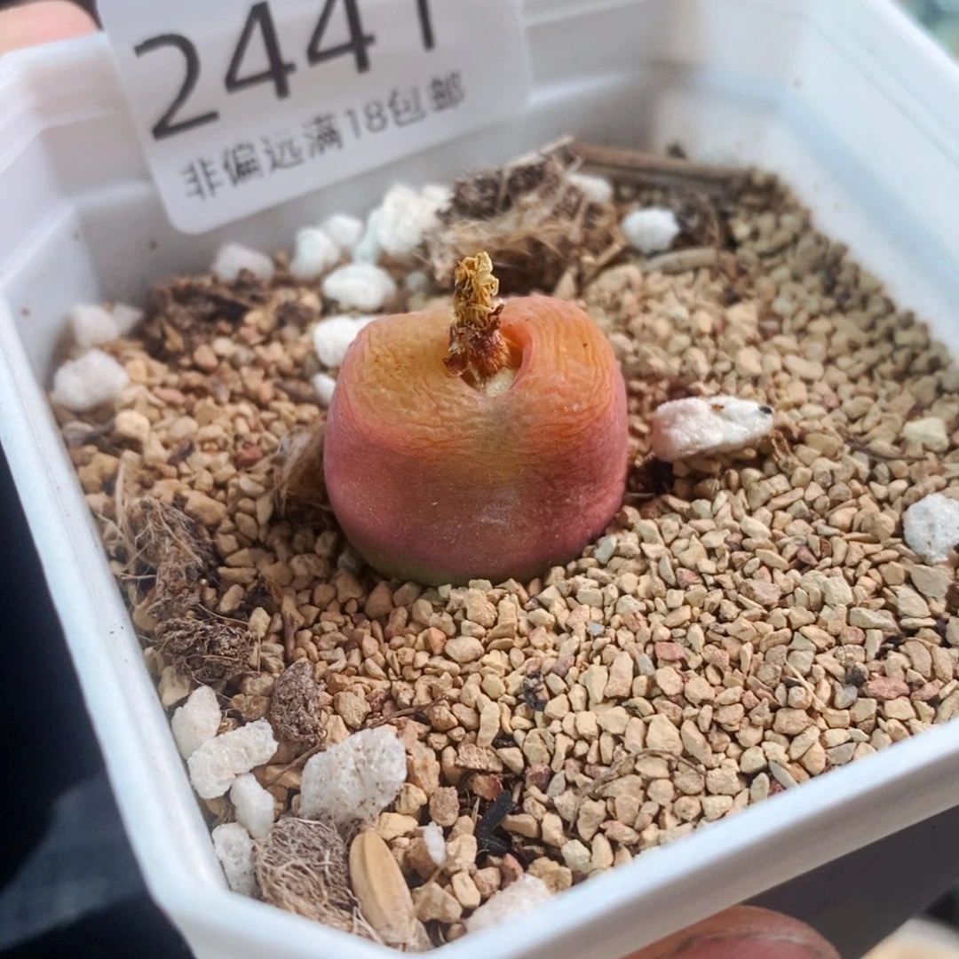 三****玉2441-一物一拍 水蜜桃