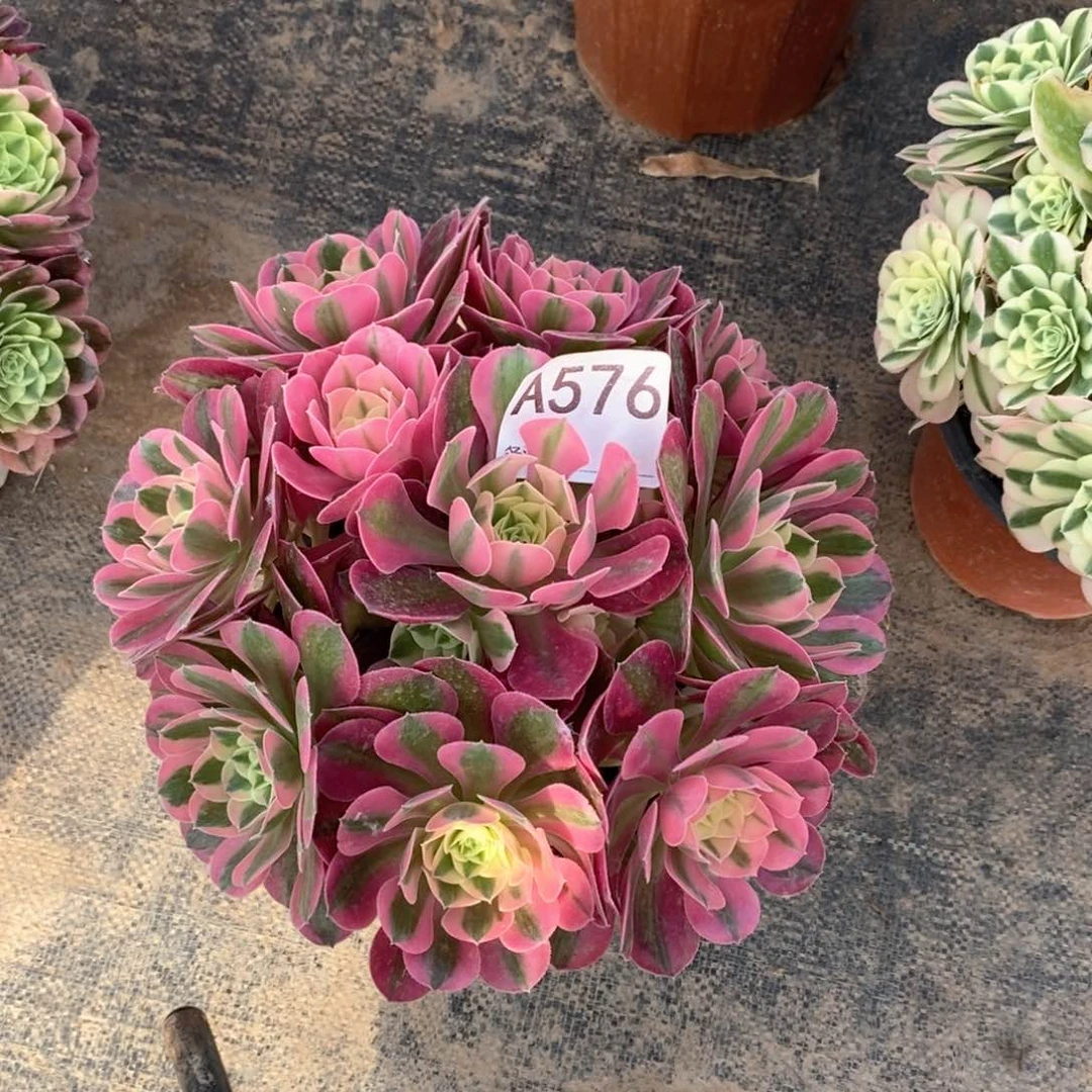 嫩桩粉女巫576多肉法师植物