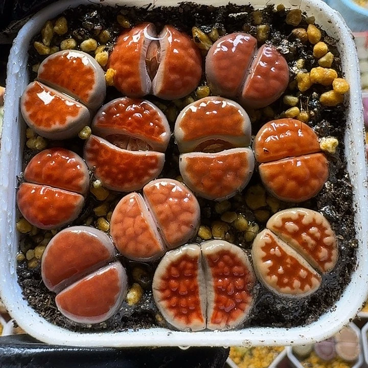 生石花1111111。  186