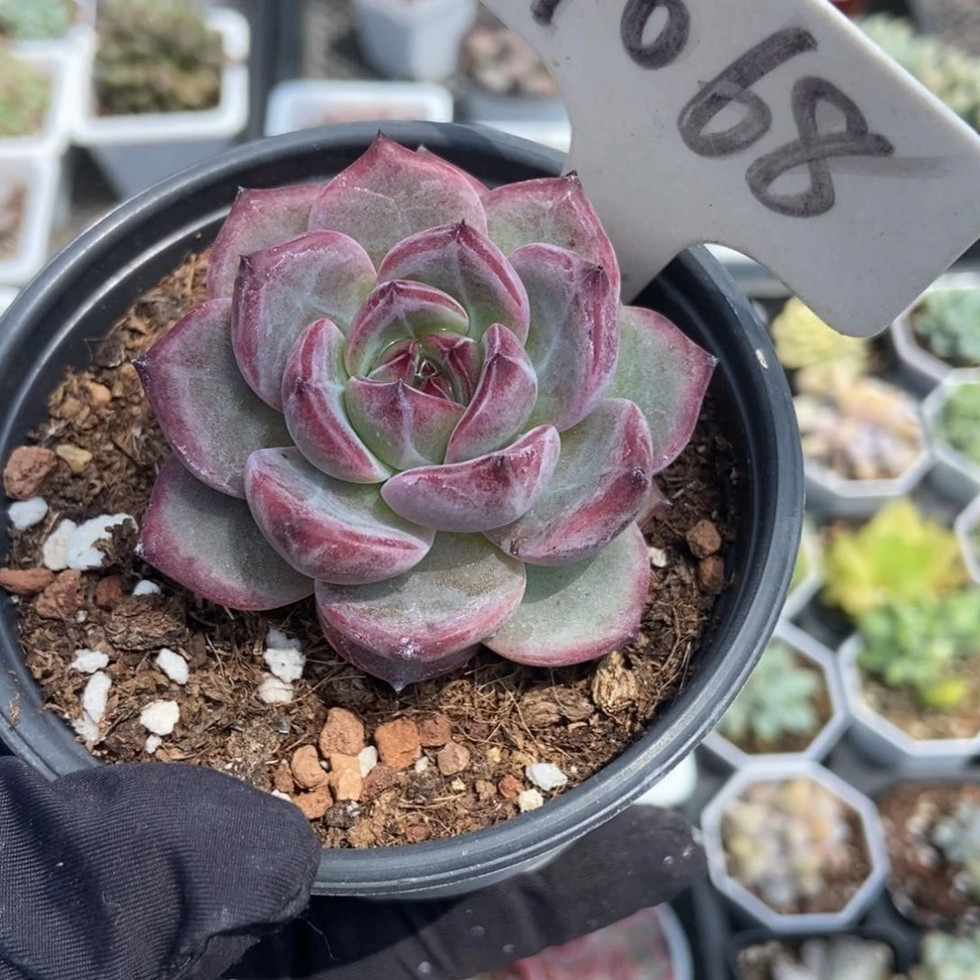 1068夜魔侠多肉植物