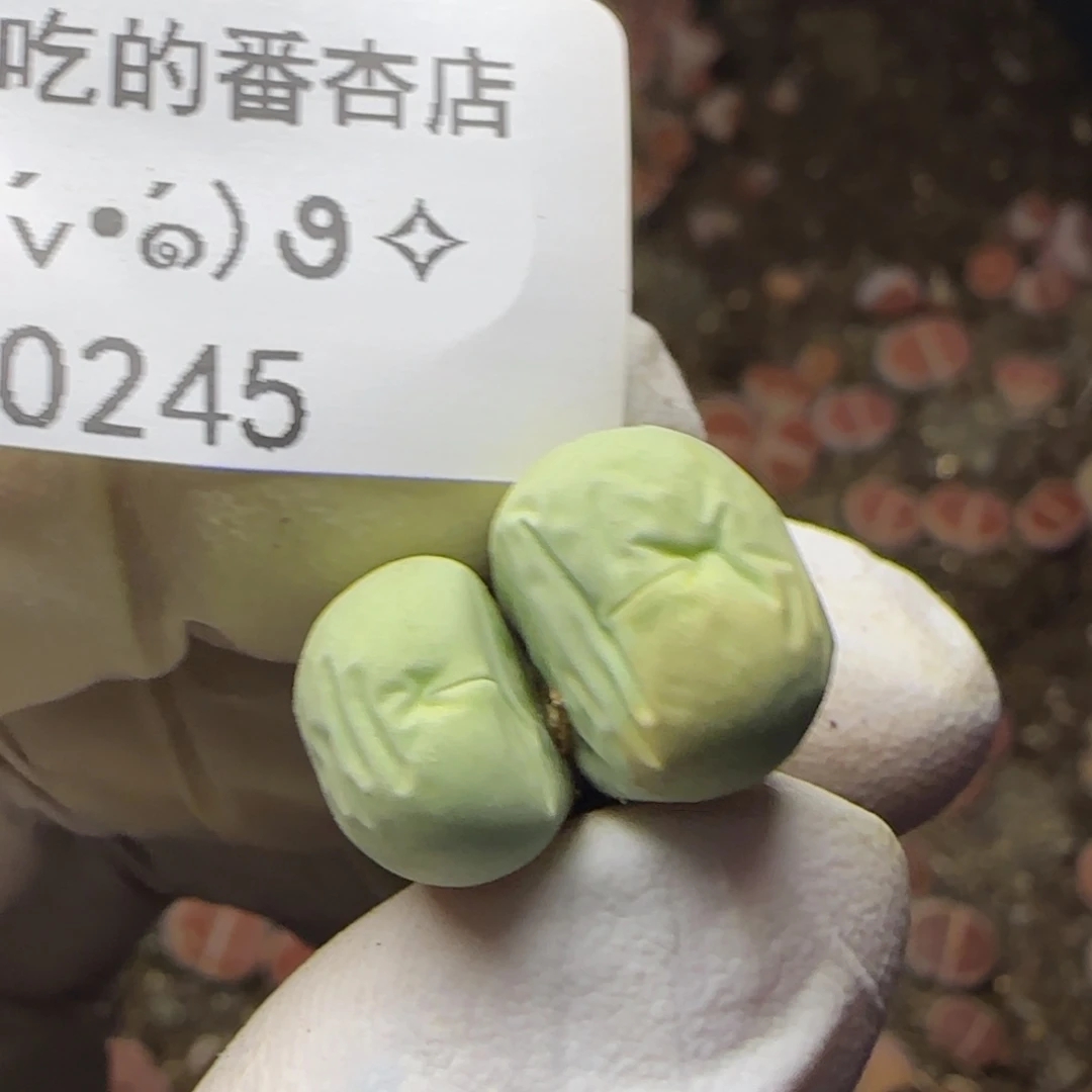 0245。双头。鸽子蛋。。。。。