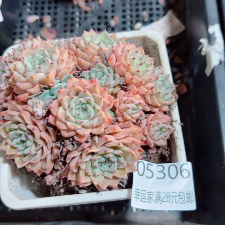 幸运的是我还没遇到你呢我