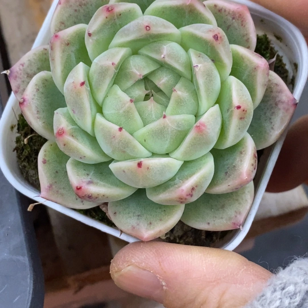 精品多肉一物拍不包整43