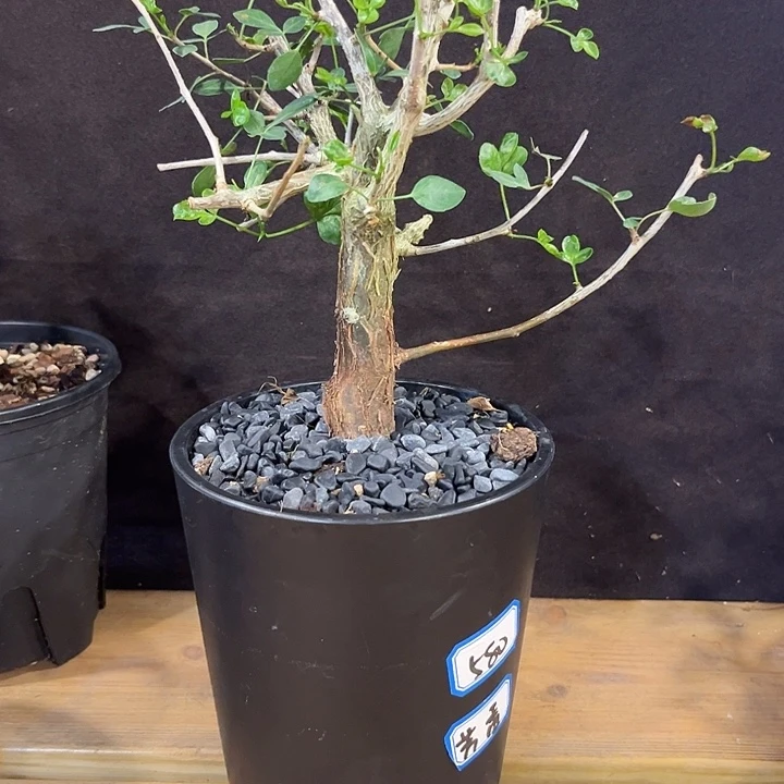 汤圆植物圆叶芳香橄榄