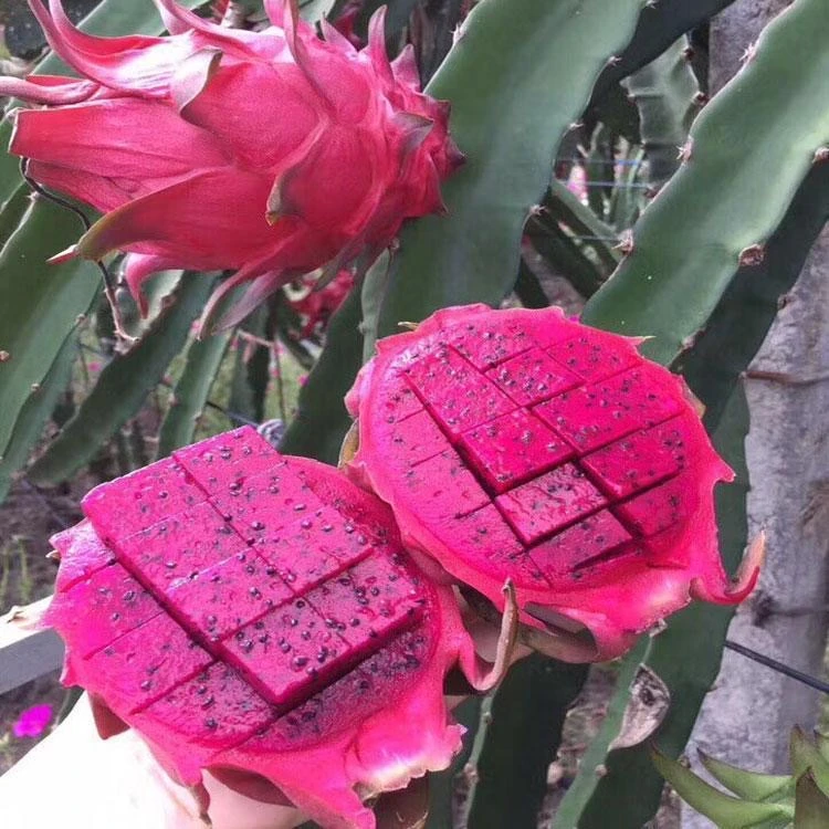 海南金都一号红心火龙果原产地直发广东广西云南海南仓库随机发