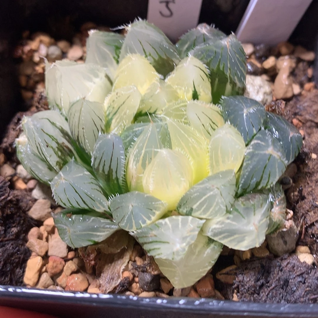 7号实生玉露锦一物一拍