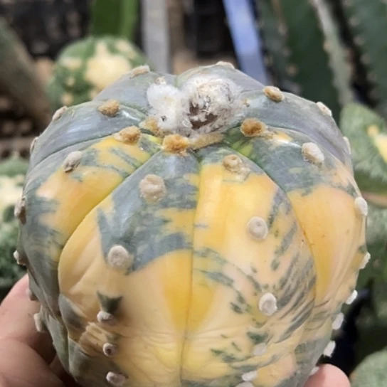 无花朵紫皮散班兜锦895（10）