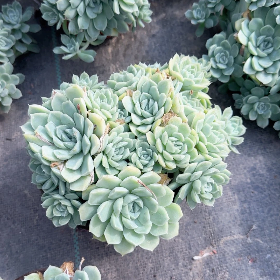 无花朵白月影150群生