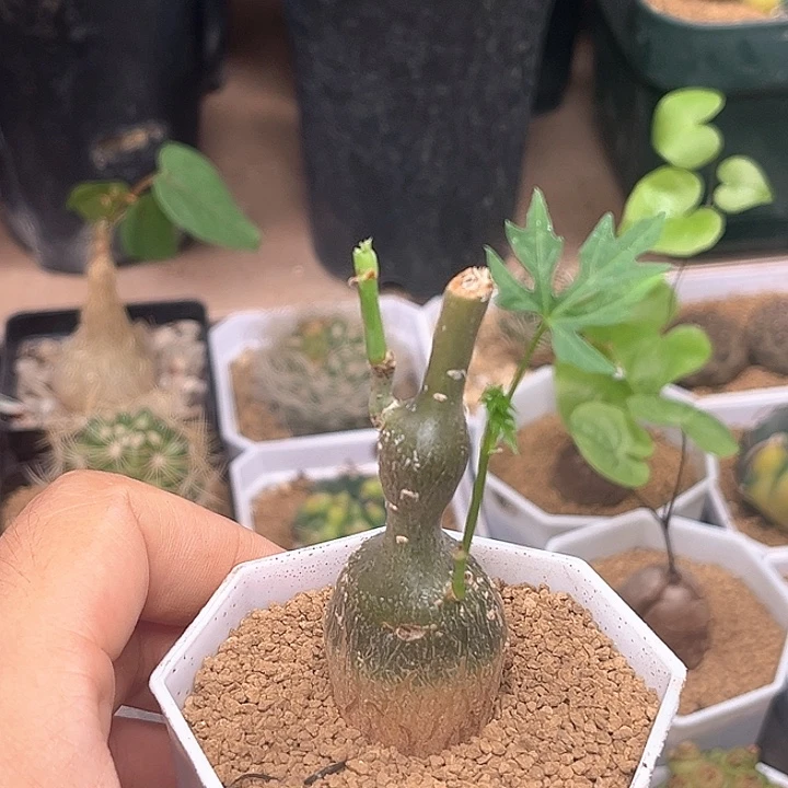 枫叶苦瓜块根一颗
