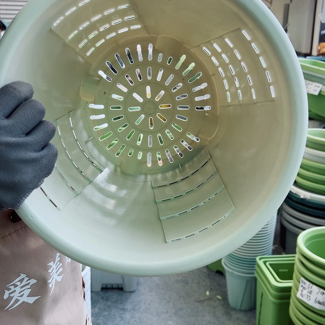 玫瑰320#米白色5个无托