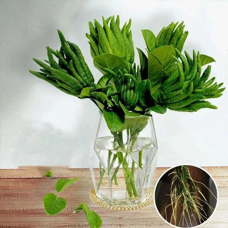 四川新鲜佛手柑佛手果现摘现发新鲜采摘闻香清供把玩食用水培生根