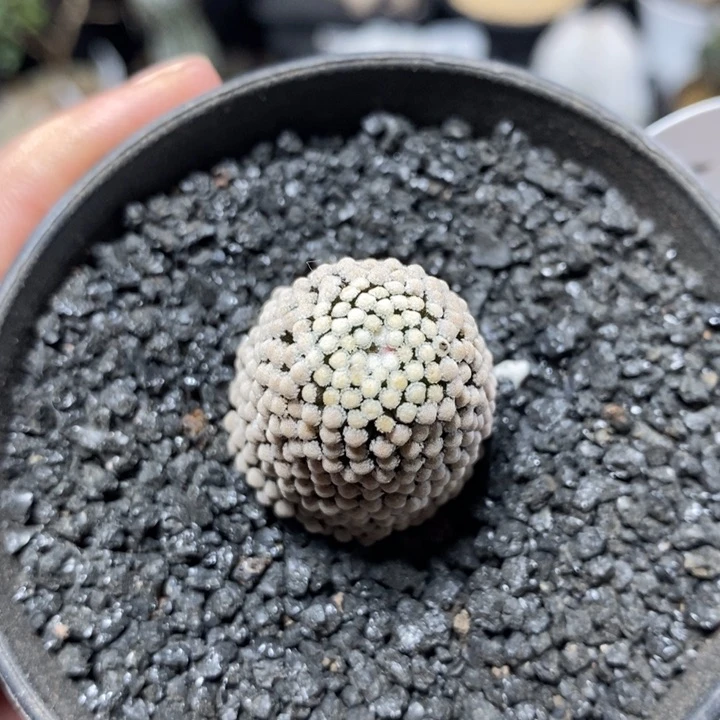 实生松针牡丹1069号2.5cm