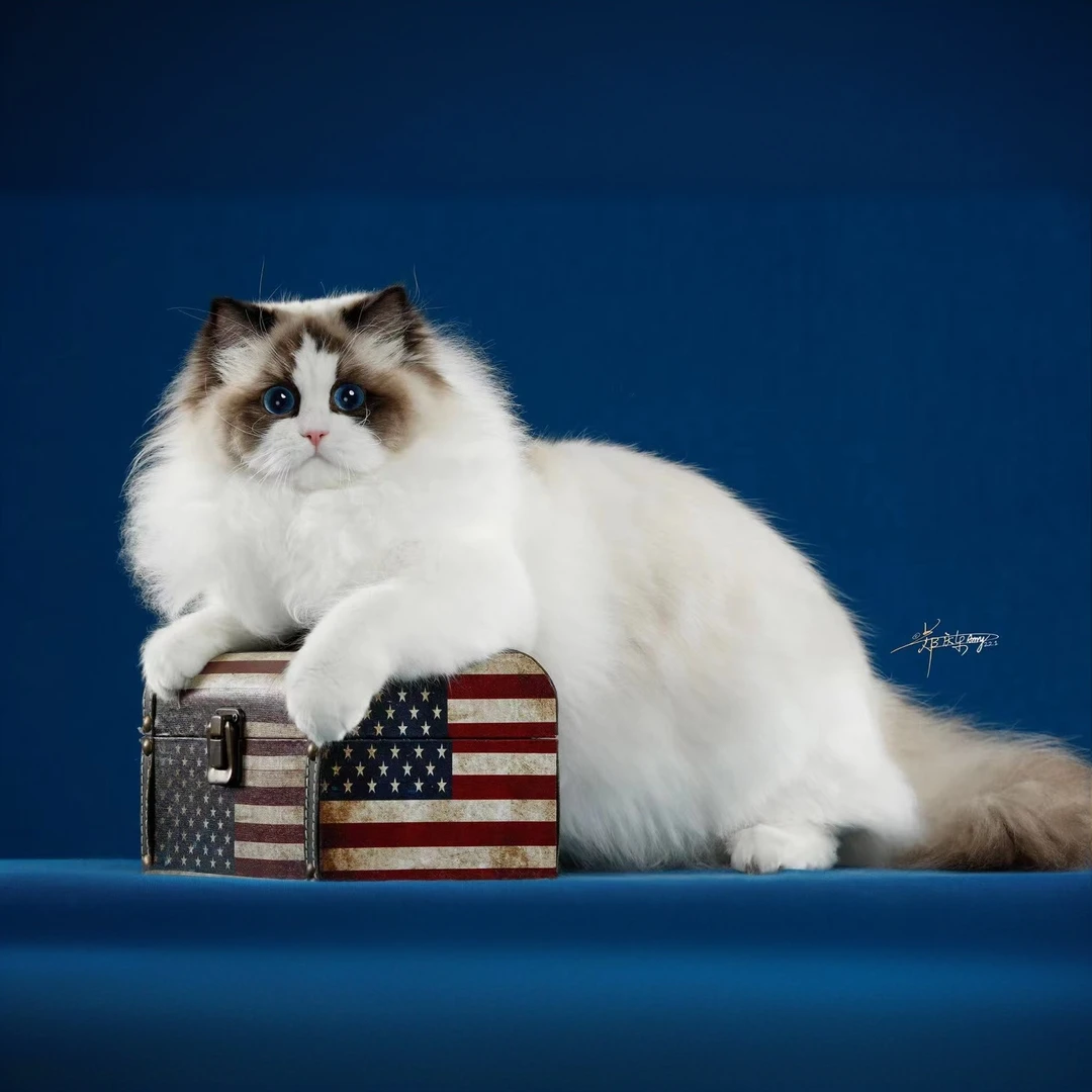 【顶奢潮宠】爱尚精品布偶猫