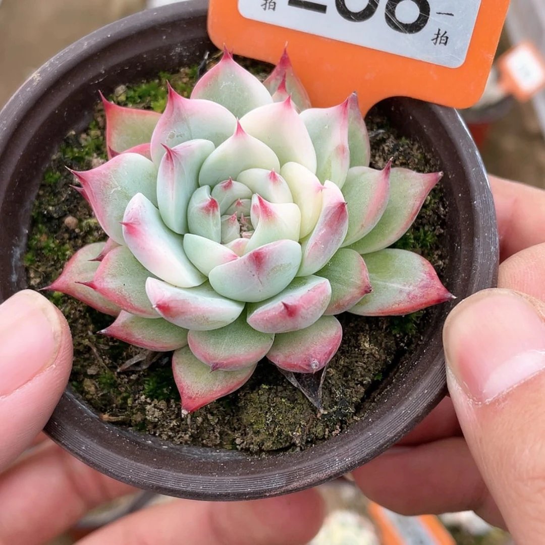 【闪购商品】258号
